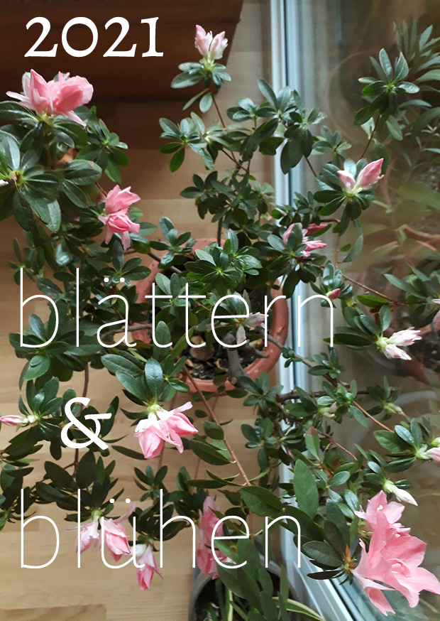 Zimmerpflanze, Azalee mit rosa Blüten
