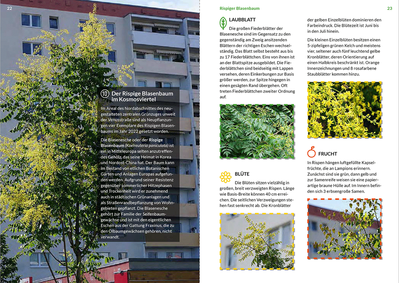 Auf der Doppelseite der Broschüre ist links der Rispige Blasenbaum groß abgebildet. Rechts ist der Text und kleinere Fotos von Blatt, Blüte, und Frucht.